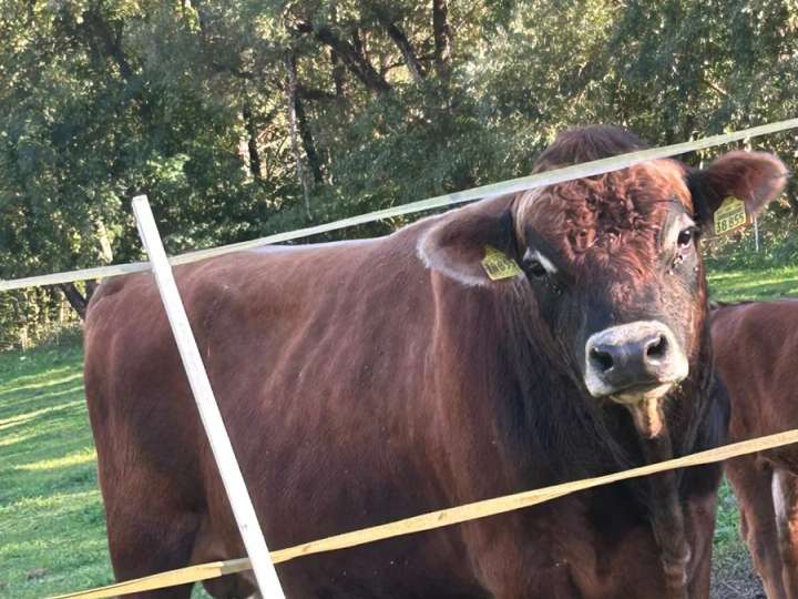 Jersey Stier