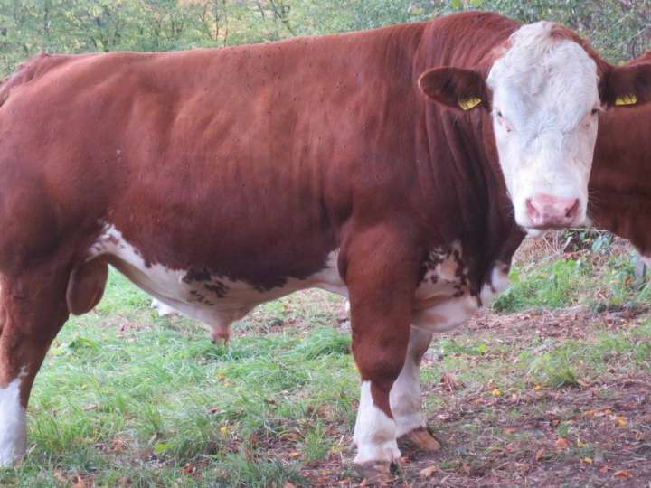 Fleckvieh Deckbulle Fleisch Bulle