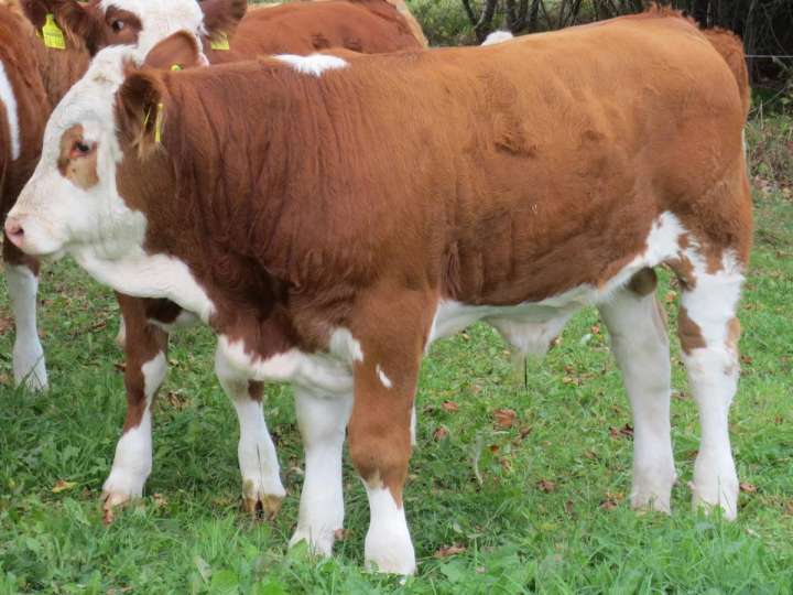 Absetzer Fleckvieh Fleisch