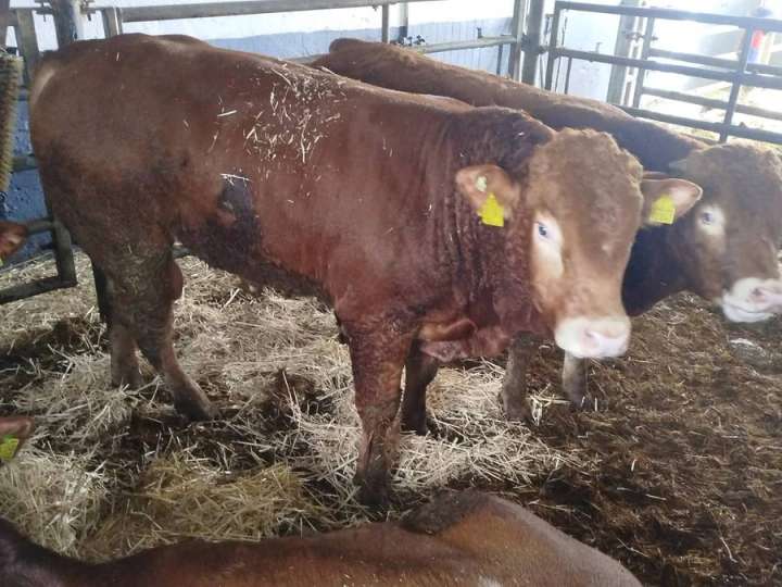 Limousin HB Bulle zu verkaufen