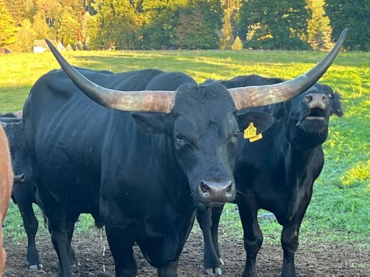 Texas Longhorn Zuchtbulle „MR QWR BLACK CHEX“ – TLBAA
