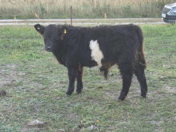 Galloway Absetzer männlich und 1 jährige Färse black