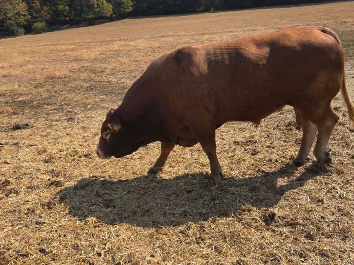 Limousin Deckbulle