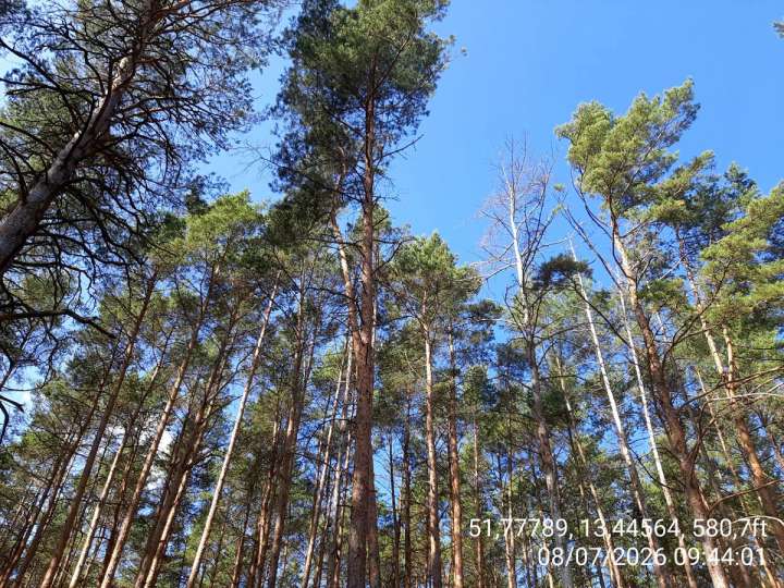 7,95 ha Kiefernwald in Hohenbucko (Brandenburg, Elbe Elster Kreis)