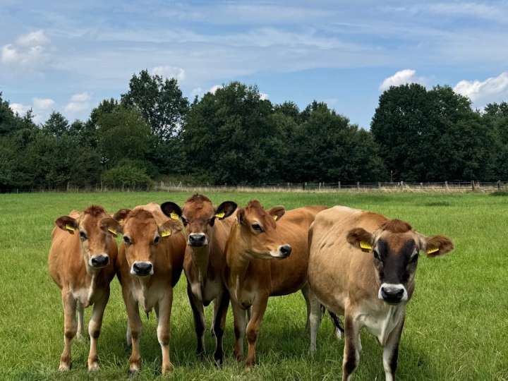 5 Jersey Färsen
