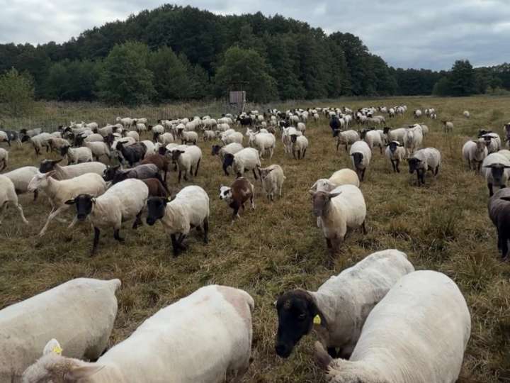 Mutterschafherde teils tragend