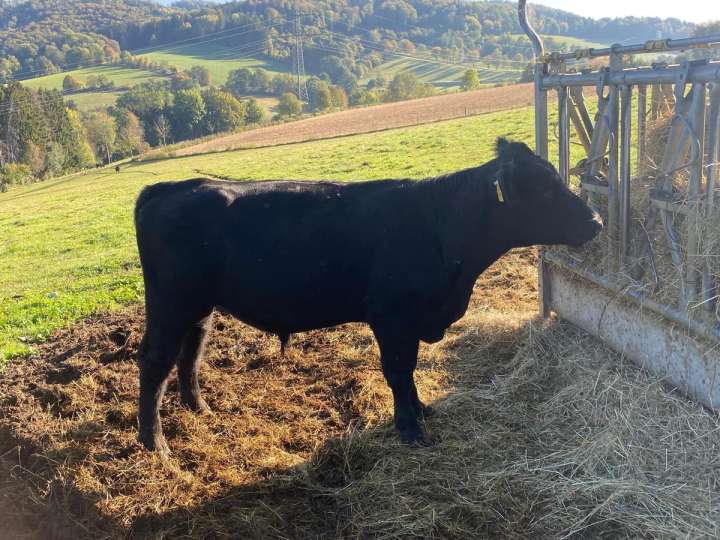 Bio Angus Stier