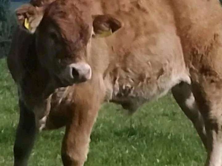 Bio Limousin Absetzer, männlich