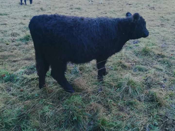 Galloway Rinder Biostatus