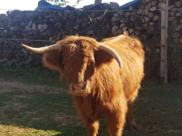 Highland kuh mit kuhkalb