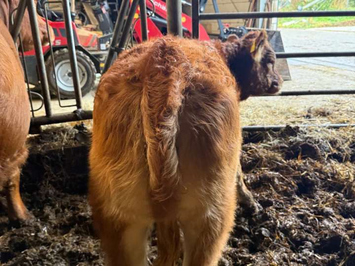 Absetzer weiblich Limousin