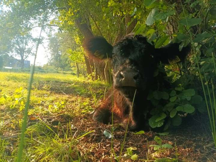 handzahme schwarze Galloway-Färse abzugeben