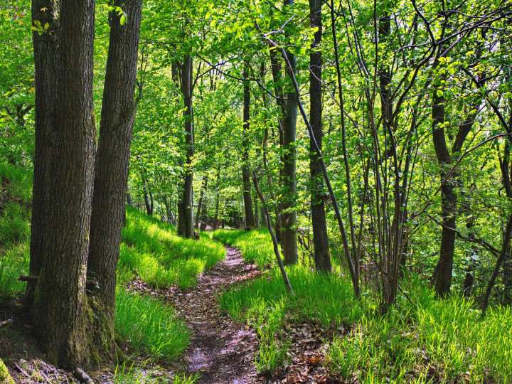 Ackerland, Grünland oder Wald zu verkaufen? Dann bin ich der Passende Makler für Ihr Vorhaben!