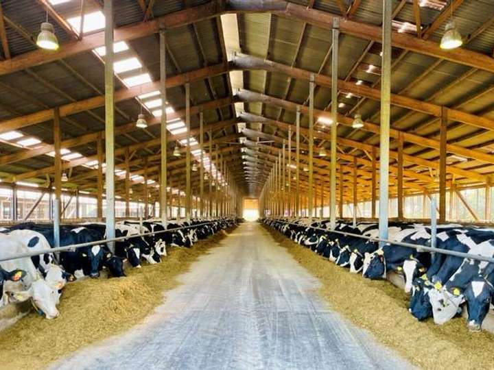 Herdenmanager Schwerpunkt Tiergesundheit für 900 Kühe im Elbe-Weser-Dreieck, Niedersachsen (m/w/d)