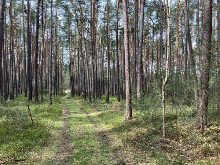 Verkaufe Wald in Höchstadt Süd – 1/2 Eigentum an 11.410 m²