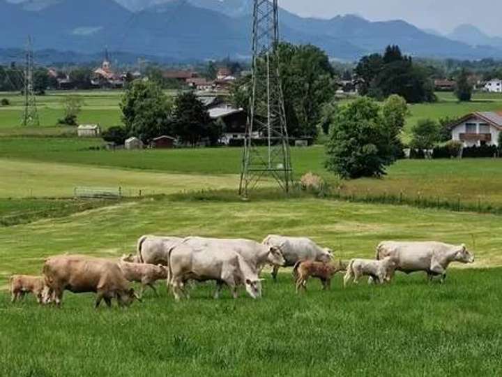 Bio- Charolais Mutterkühe mit Kalb bei Fuß