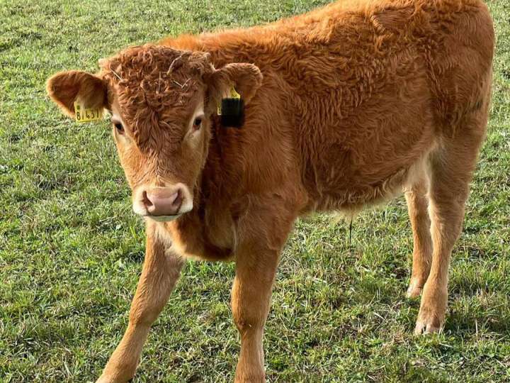 Limousin Absetzer