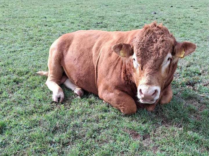 Limousin Bulle