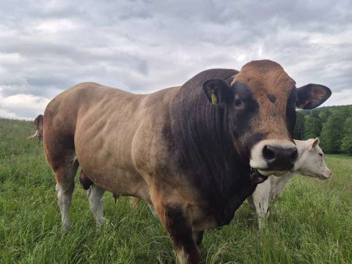 Bulle Pathenaise