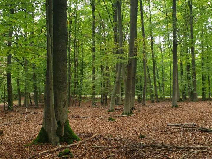 Exklusiver Buchenwald (> 100 Jahre), 4,3 ha, Schorfheide, Parlow