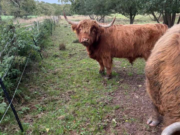 Highland cattle bulle