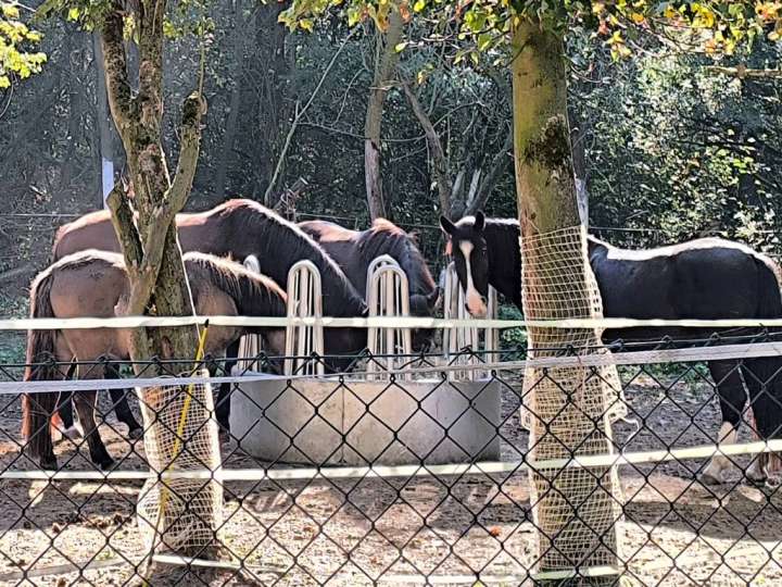 Heurollen / dauerhafter Heulieferant gesucht!