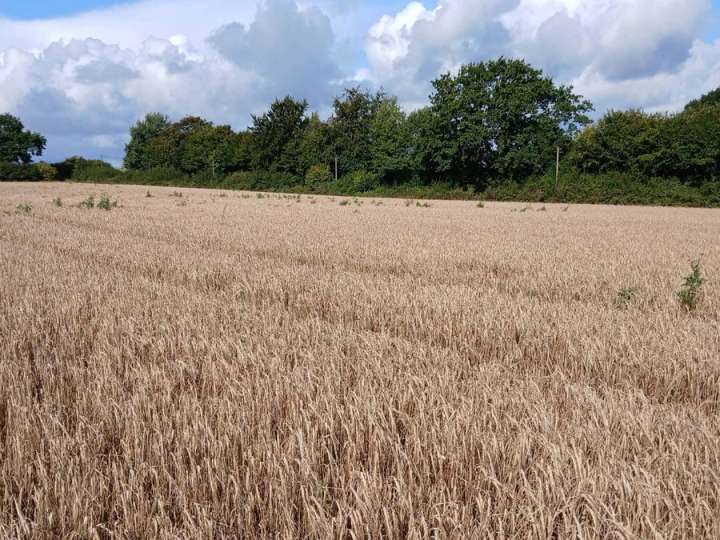 Bio Sommergerste Ernte 2026 Gerste