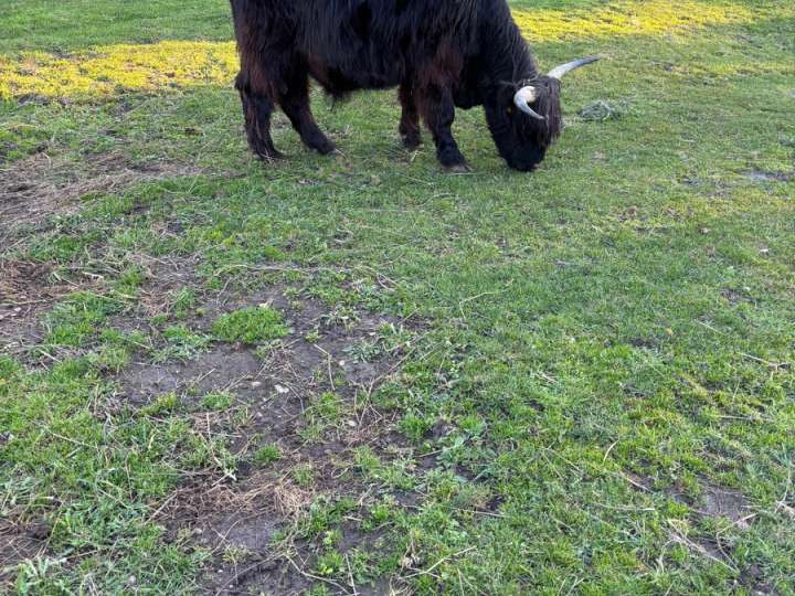 Highland Cattle Ochse