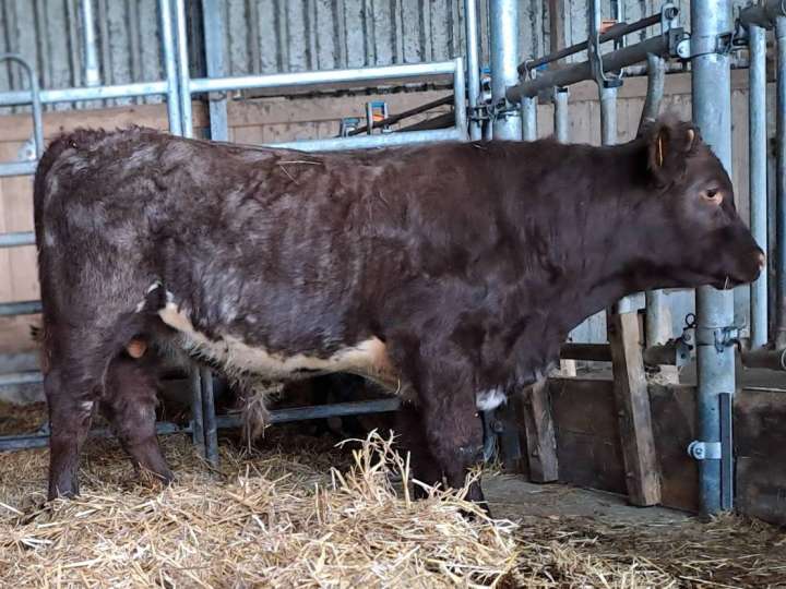 Shorthorn Absetzer männlich