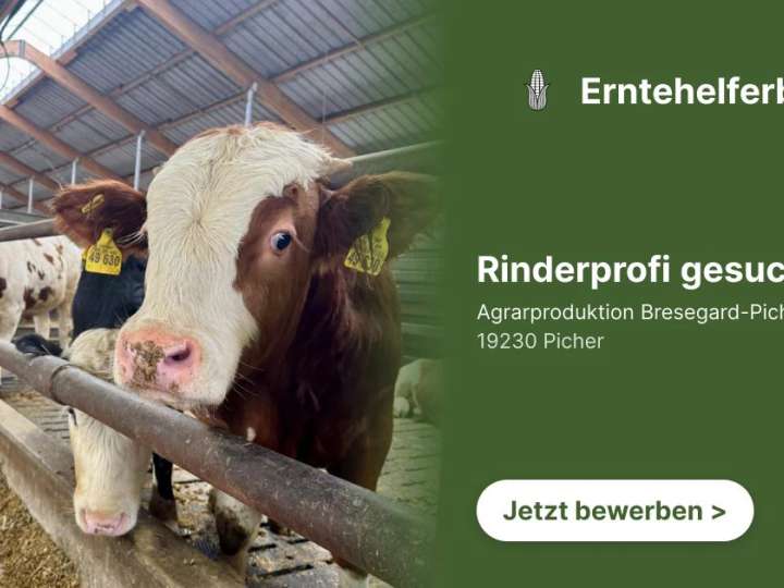 Rinderprofi gesucht