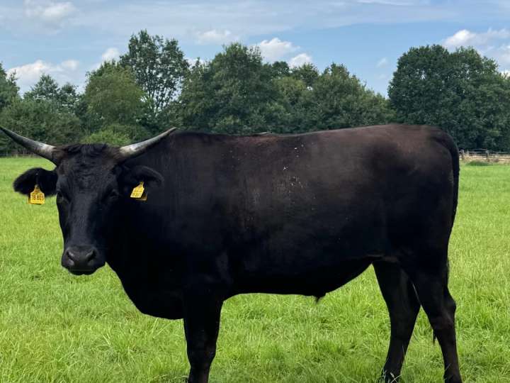 Fullblood Wagyu Ochsen zur Endmast