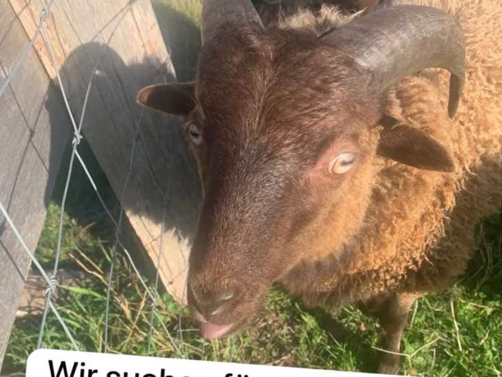 2 Ouessant Schafböcke