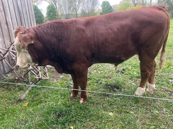 Verkaufe trächtige Limousine Kuh mit Bullenkalb