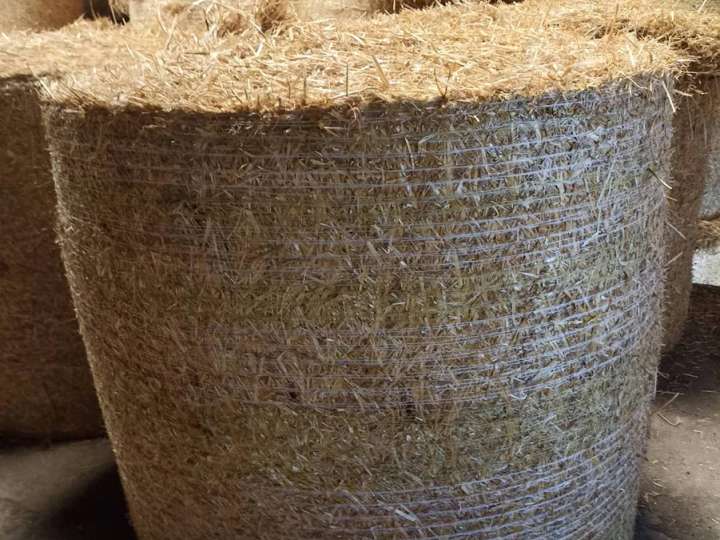Gerstenstroh in Rundballen zu verkaufen