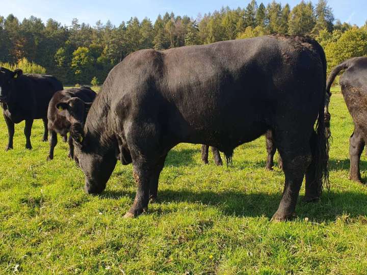 Aberdeen Angus Bulle Herdbuch Bio