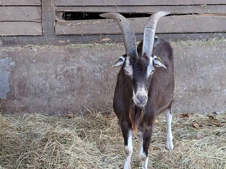 Thüringer Waldziege Bock