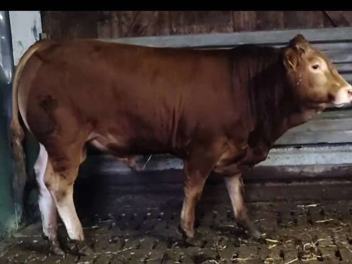 Limousin Jungbulle genetisch hornlos