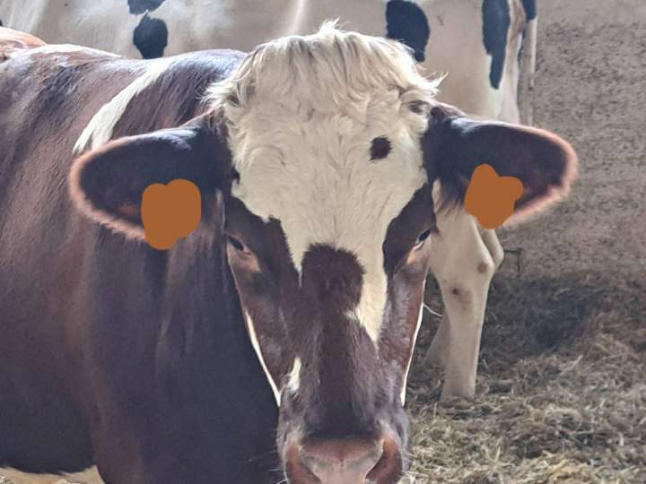 Hybridfärsen / Hybridkühe gesucht – Holstein × Montbéliarde