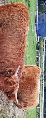 Dexter Färse  geb. 05/2023111 - Bild 2