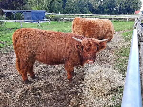 Dexter Färse  geb. 05/2023111 - Bild 1