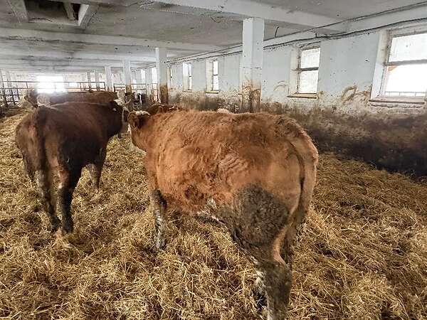 Schlachtreife Rinder Rasse Simmentaler abzugeben - Bild 4