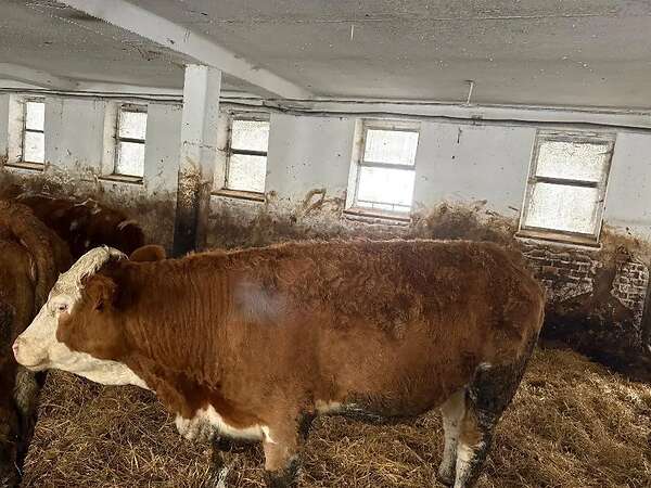 Schlachtreife Rinder Rasse Simmentaler abzugeben - Bild 5