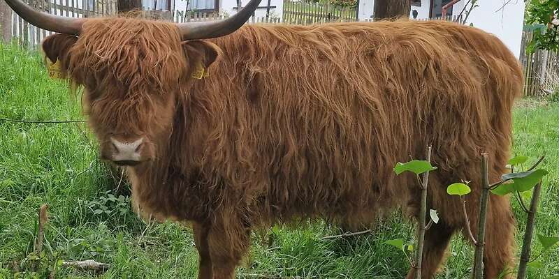 Schottisches Hochlandrind / Highland Cattle