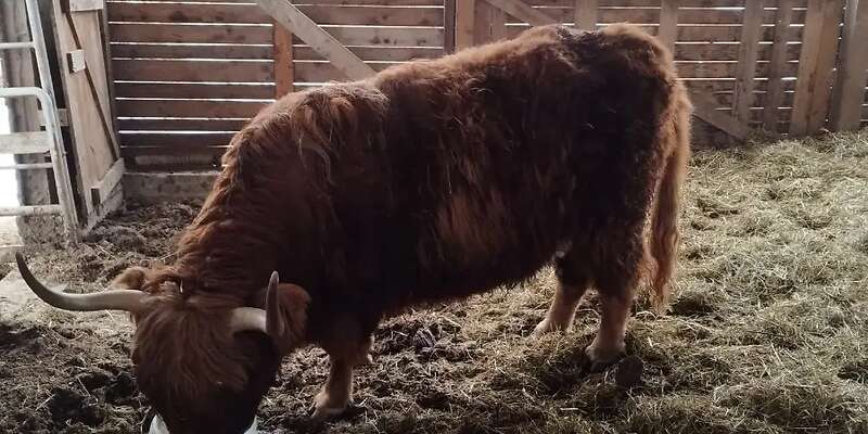 Bestand Auflösung (Bio)