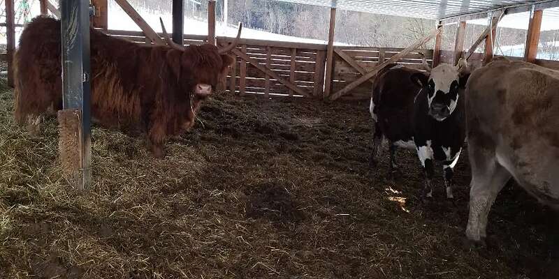 Auflösung Betriebzweiges (Bio)