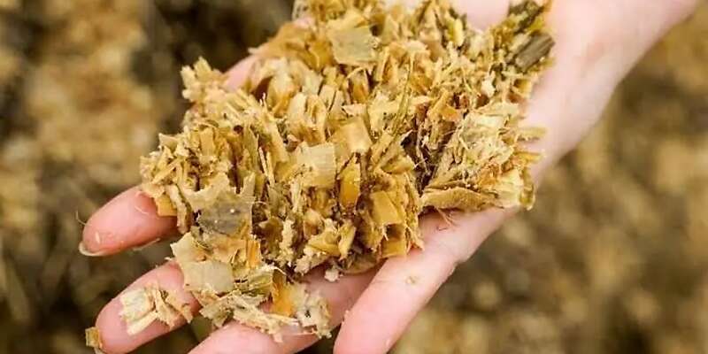 Maissilage zu verkaufen