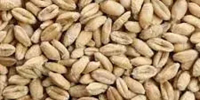 Futterweizen zu verkaufen