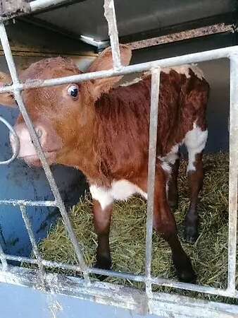 Pinzgauer Kälber - Bild 1