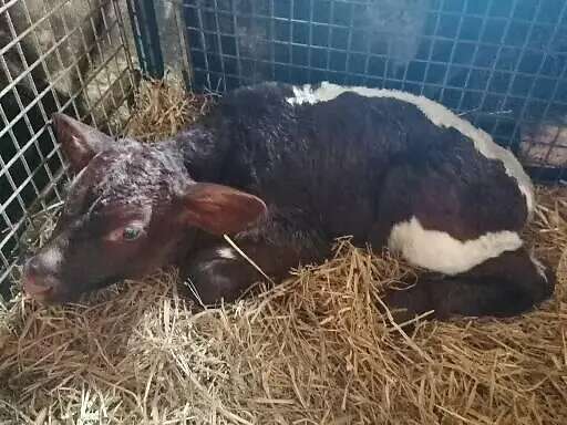 Pinzgauer Kälber - Bild 2