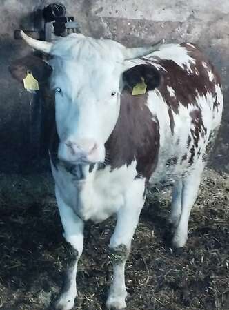 Verkaufe tragende Hinterwälder Kuh - Bild 1